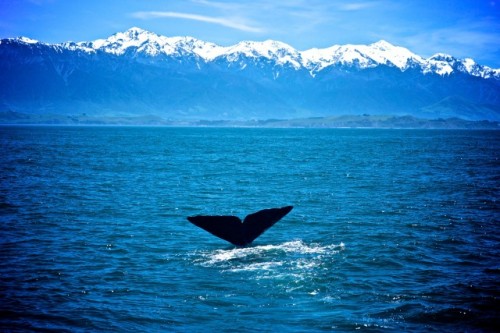 Diving back into life at the deep end - whale watching in New Zealand (A.Kumar)