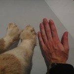 Husky paws