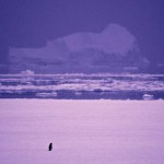 Lonesome Steve, the penguin