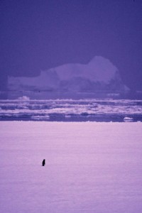 Lonesome Steve, the penguin